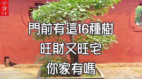 門前盆栽|【門前的風水樹】門前種什麼樹風水好種對了樹好運連連 